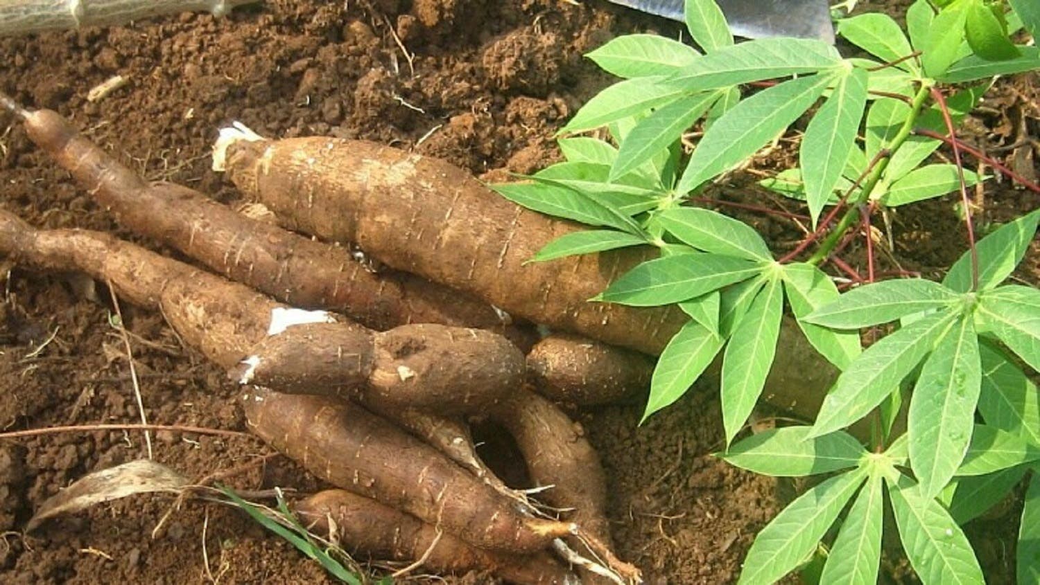 Morceaux de manioc sec pelé from Nigéria